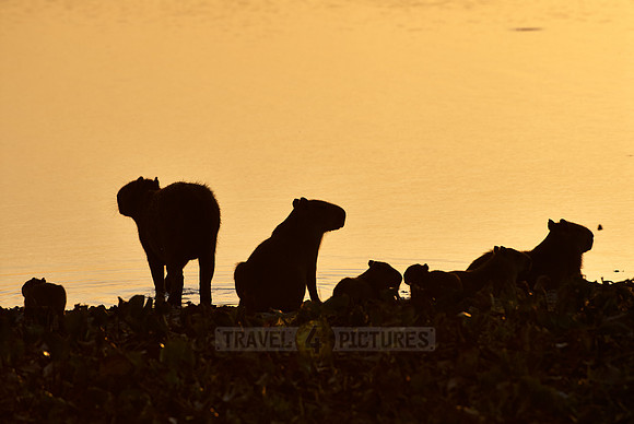 Capybaras, family with cubs in sunset