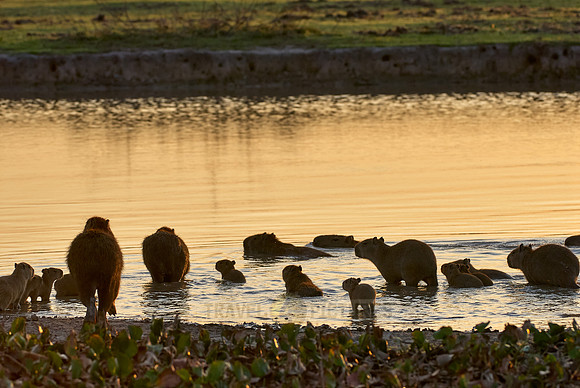 Capybaras, family with cubs in sunset