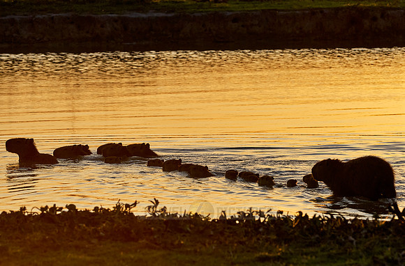 Capybaras, family with cubs in sunset