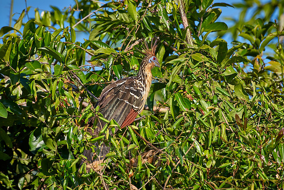 Hoatzin, Opisthocomus hoazin