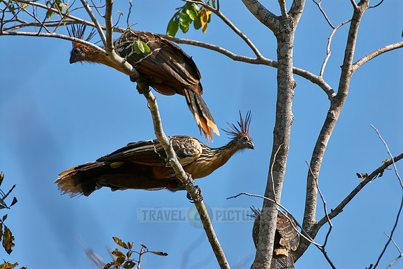 Hoatzin, Opisthocomus hoazin