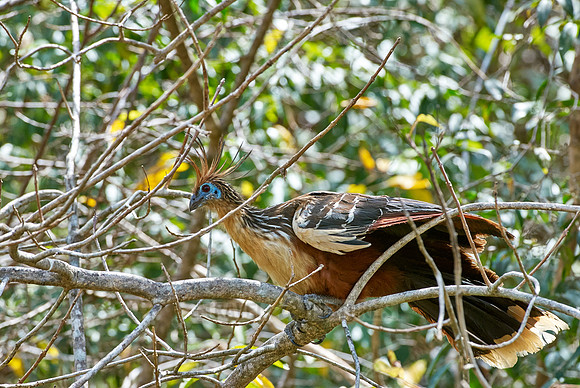 Hoatzin, Opisthocomus hoazin