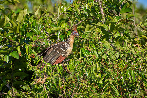 Hoatzin, Opisthocomus hoazin