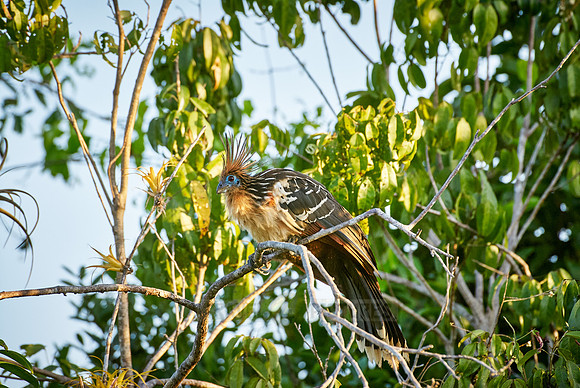 Hoatzin, Opisthocomus hoazin
