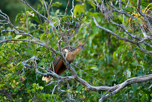 Hoatzin, Opisthocomus hoazin