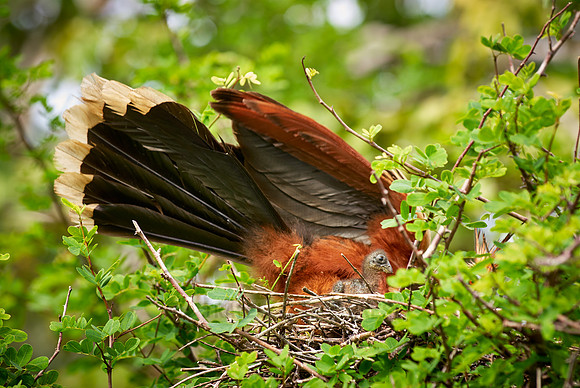 Hoatzin chick in nest