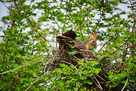 Hoatzin on nest