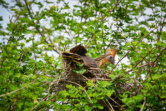 Hoatzin on nest