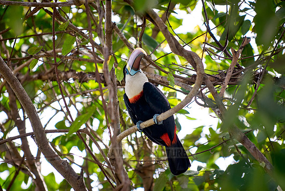 red billed toucan sitting in a tree