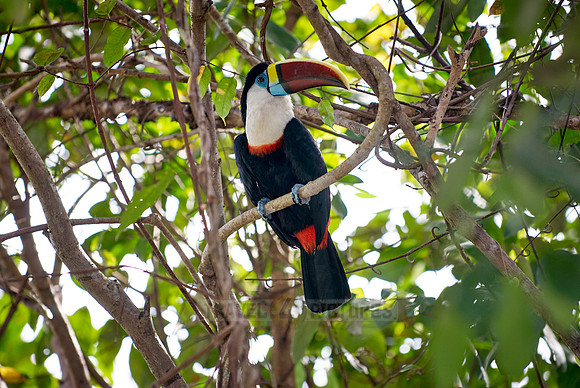 red billed toucan sitting in a tree