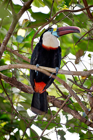 red billed toucan sitting in a tree