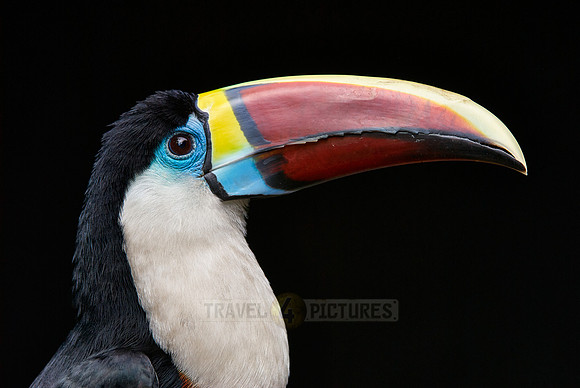 portrait of a red billed toucan