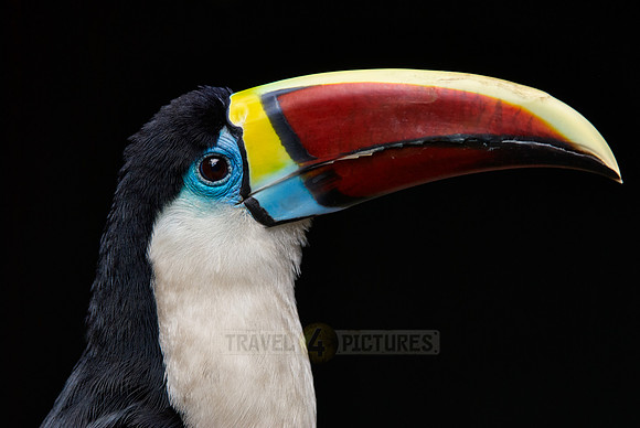 portrait of a red billed toucan
