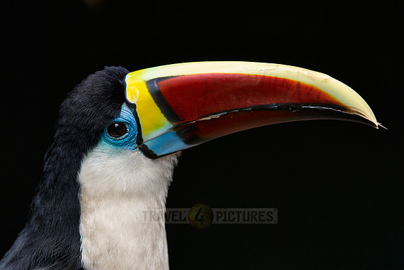 portrait of a red billed toucan