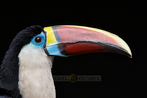 portrait of a red billed toucan