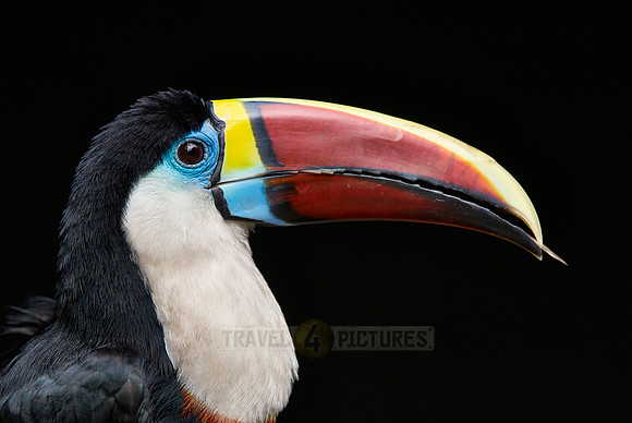 portrait of a red billed toucan