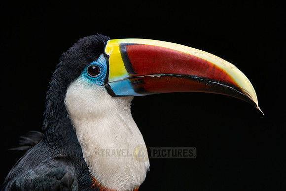 portrait of a red billed toucan
