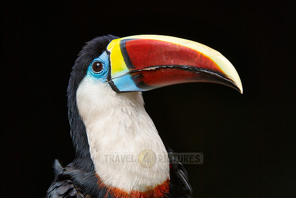 portrait of a red billed toucan