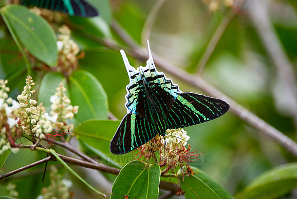 Urania Swallowtail Moth