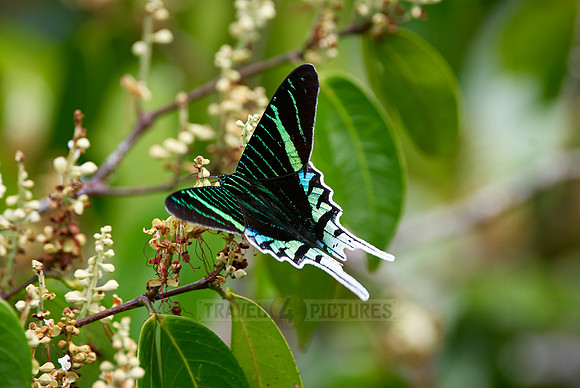 Urania Swallowtail Moth