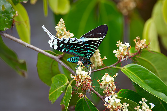 Urania Swallowtail Moth