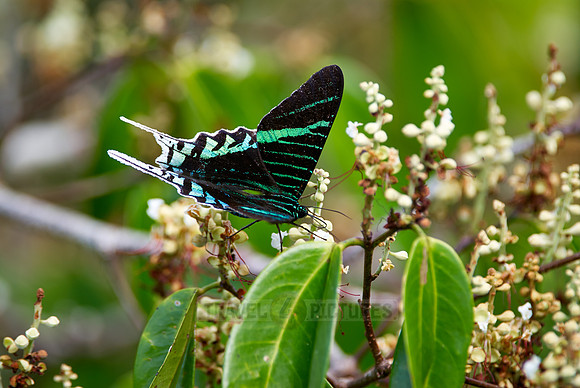 Urania Swallowtail Moth