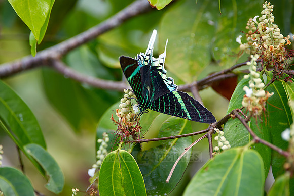 Urania Swallowtail Moth