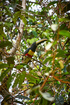 Chestnut-eared Aracari, Pteroglossus castanotis