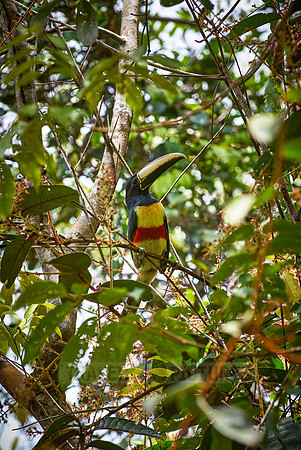 Chestnut-eared Aracari, Pteroglossus castanotis