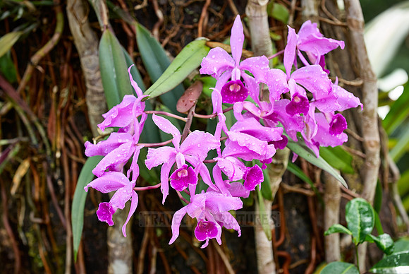 orchids, Cattleya jenmanii