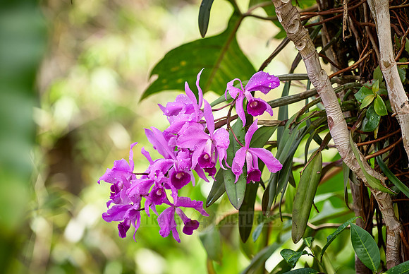 orchids, Cattleya jenmanii