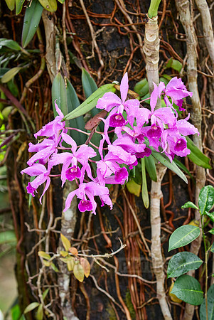 orchids, Cattleya jenmanii