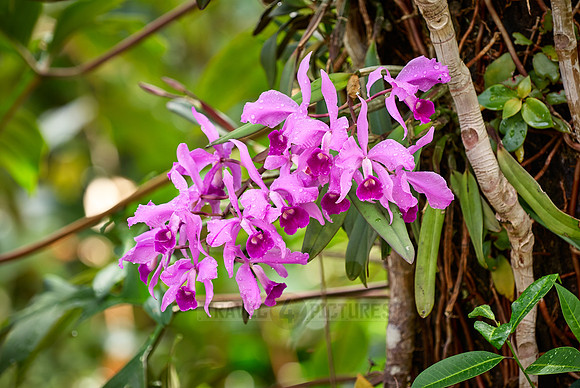 orchids, Cattleya jenmanii