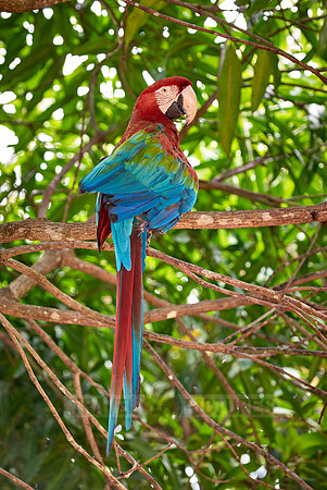 red-blue-and-green macaw