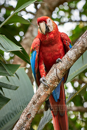 scarlet macaw, Ara Macao