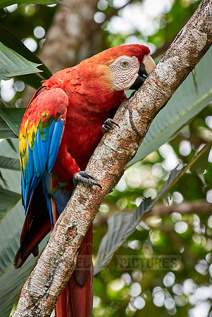 scarlet macaw, Ara Macao