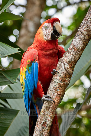scarlet macaw, Ara Macao