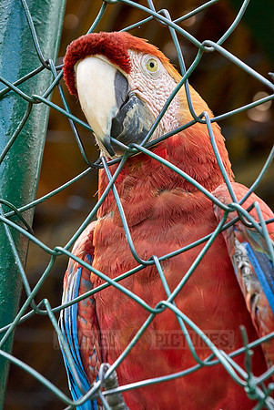 scarlet macaw in cage, Ara Macao