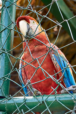 scarlet macaw in cage, Ara Macao