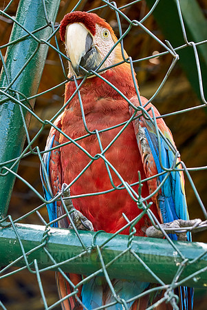 scarlet macaw in cage, Ara Macao