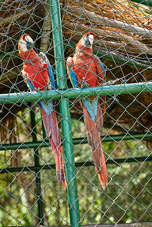 scarlet macaw in cage, Ara Macao