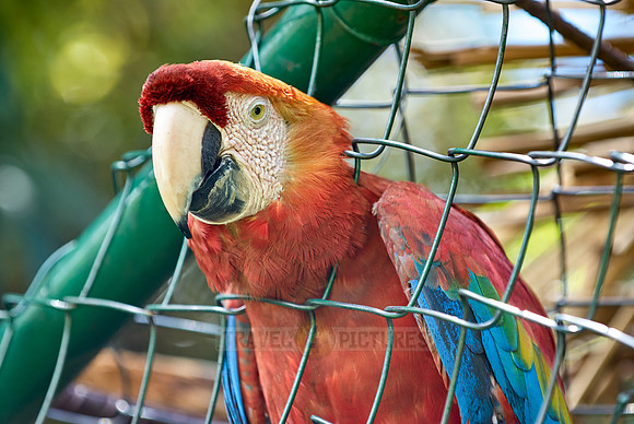 scarlet macaw in cage, Ara Macao