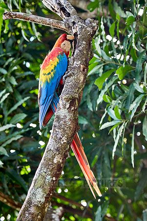 scarlet macaw, Ara Macao