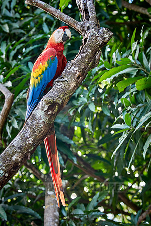 scarlet macaw, Ara Macao