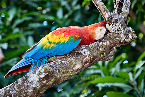 scarlet macaw, Ara Macao