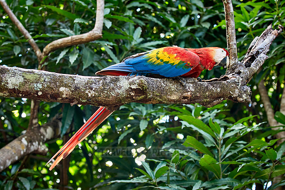 scarlet macaw, Ara Macao