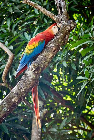 scarlet macaw, Ara Macao