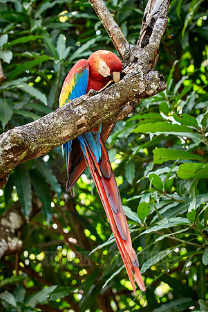 scarlet macaw, Ara Macao