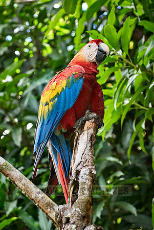 scarlet macaw, Ara Macao