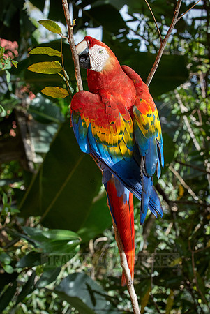 scarlet macaw, Ara Macao